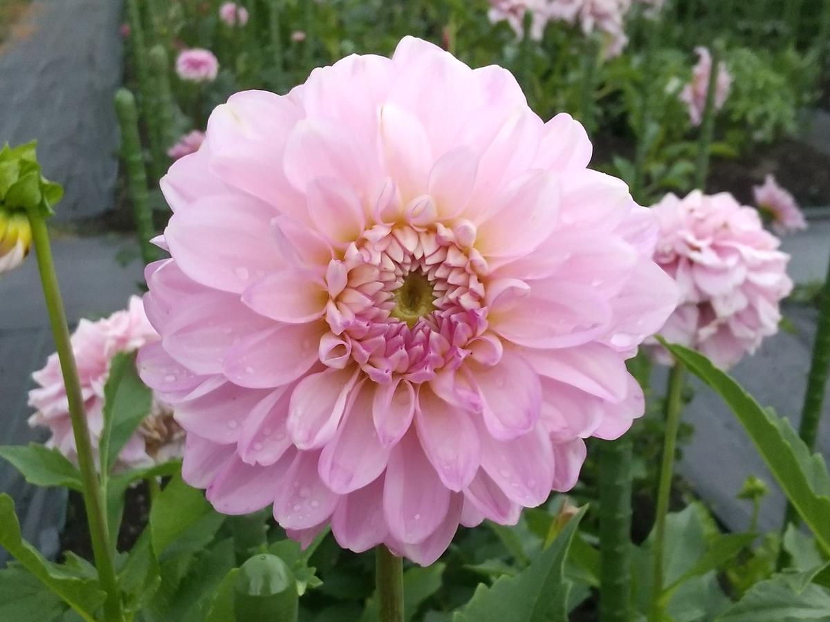 ダリア、ナマハゲシリーズ👹｜園芸日記byエビコ｜みんなの趣味の園芸