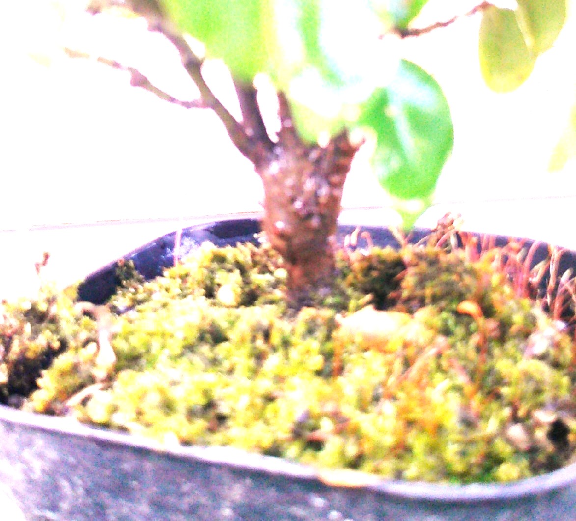 もみじ 接木苗 3本セット｜秋華・竜松院・大勇｜計3株 まとめ売り