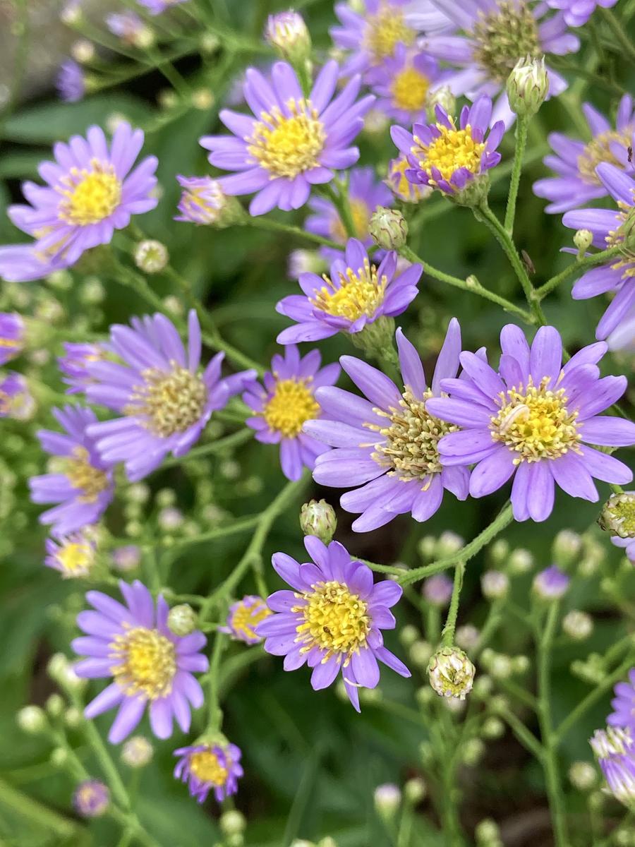 紫苑色は秋の色(*´꒳`*)｜園芸日記byスミヱ｜みんなの趣味の園芸｜1252685