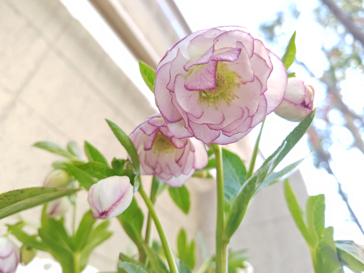 つぼみ開く （クリスマスローズ ピコティ 2025）｜園芸日記bycheerful