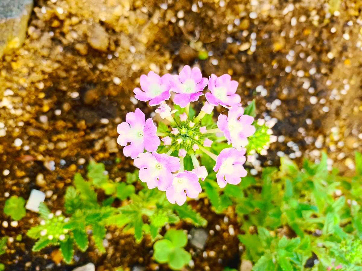 伊藤聡信さんれんげレンゲ2本セット色絵花黄色ピンク