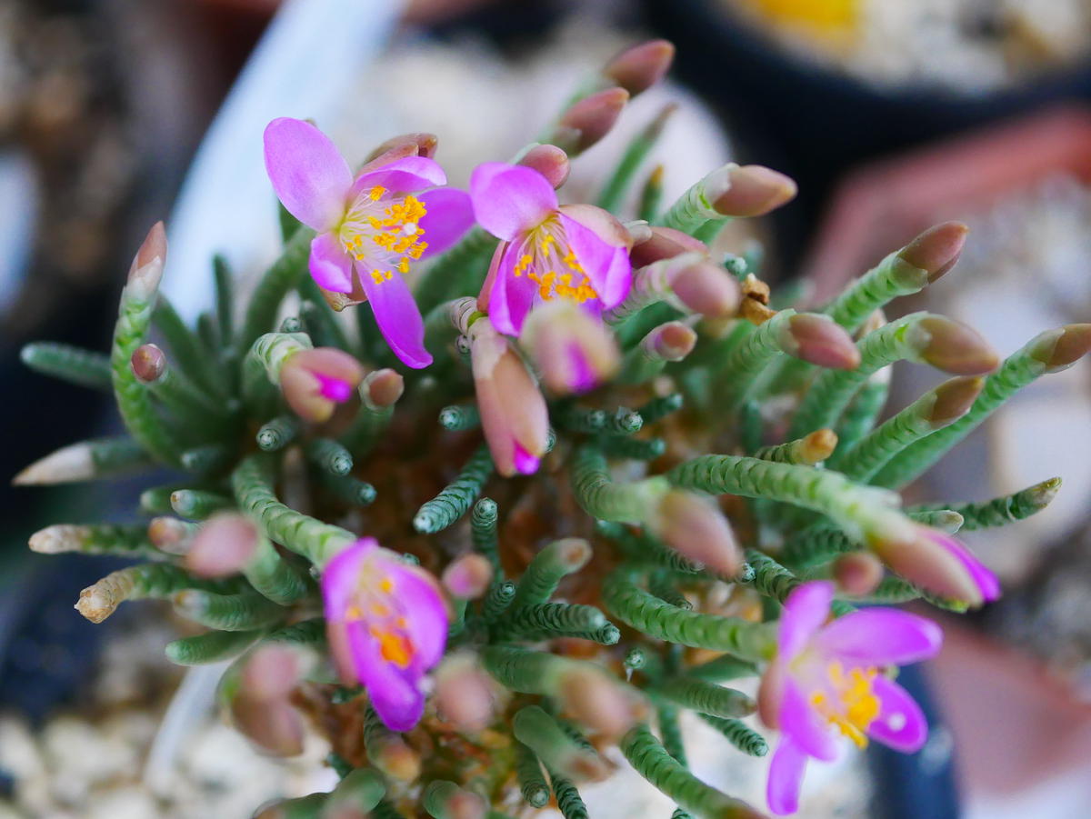 アボニアクイナリア｜園芸日記byうめ｜みんなの趣味の園芸｜1221192