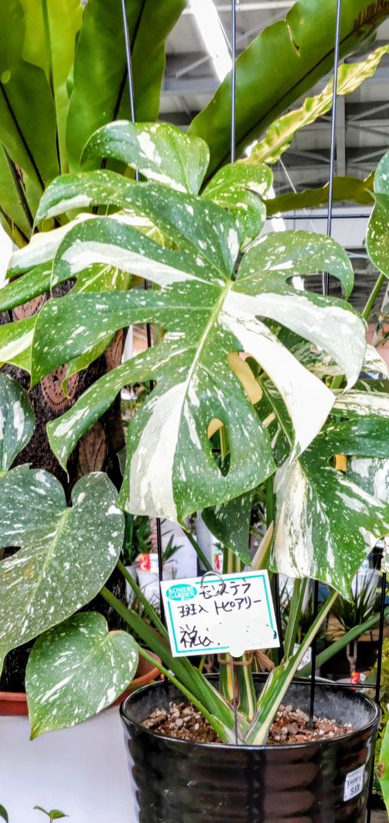 BS2 モンステラ ボルギシアナ x デリシオーサ ミント 美斑入り株 1