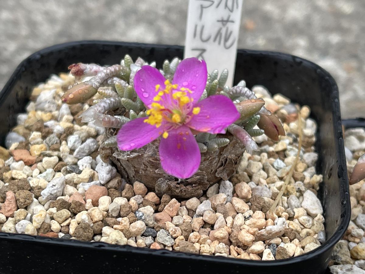 アボニアクイナリア2｜園芸日記byyakumo｜みんなの趣味の園芸｜850251