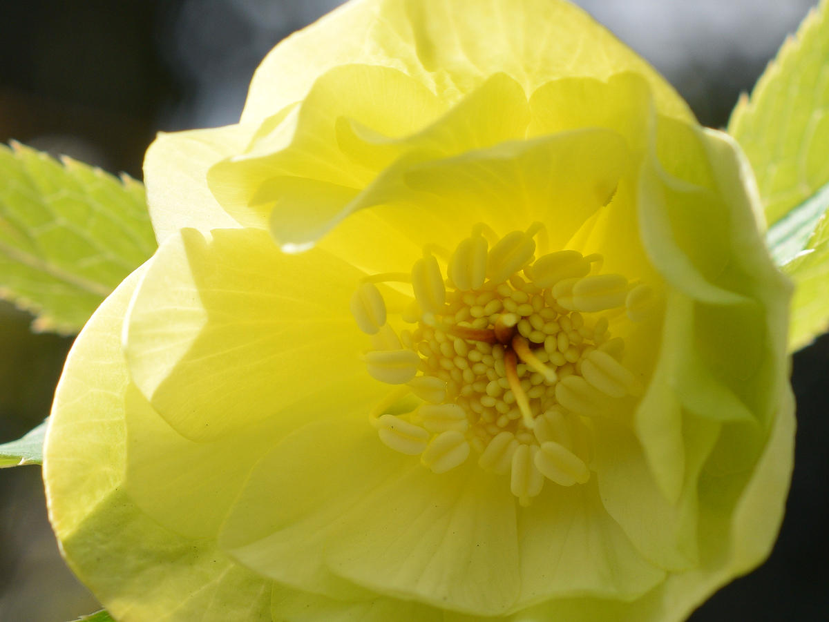 クリスマスローズ メロン｜園芸日記bysaita｜みんなの趣味の園芸｜922898