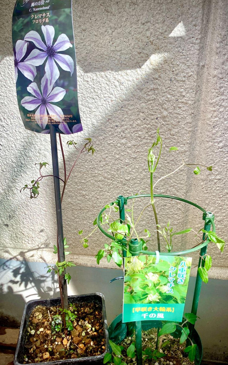新品種クレマチス「風の方位」を病気に強い方法で育てる｜そだレポ