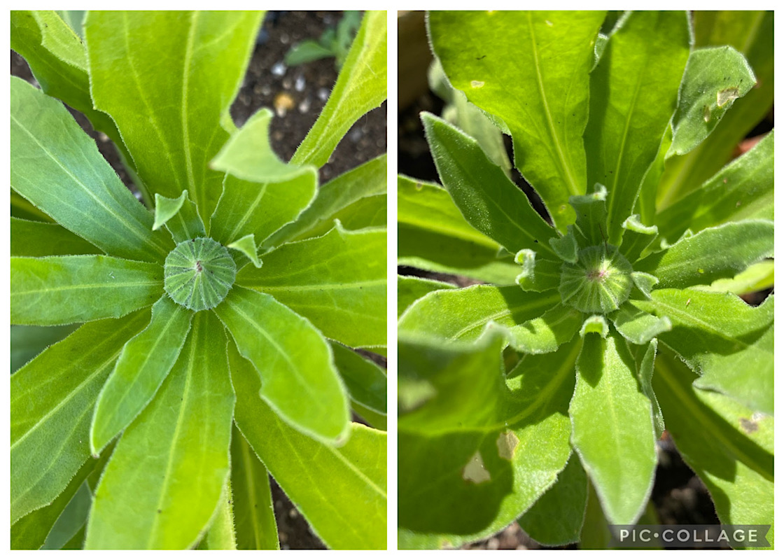 カレンデュラ（キンセンカ）を種から育てる♪｜そだレポ（栽培レポート