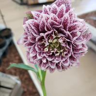 超多弁ブロッチ系「クリスマスローズ」のアルバム-みんなの趣味の園芸