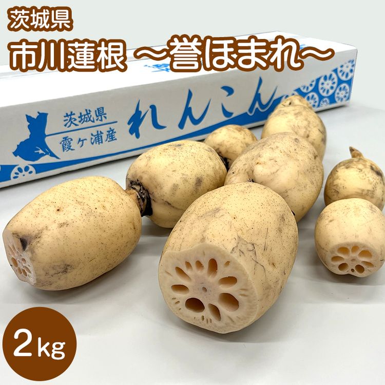 市川蓮根～誉ほまれ～2kg 茨城県 | 日テレポシュレ本店 日本テレビの