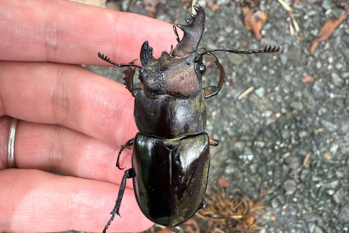 レアすぎる謎のクワガタ「雌雄モザイク」見つかって話題に 昆虫のプロ