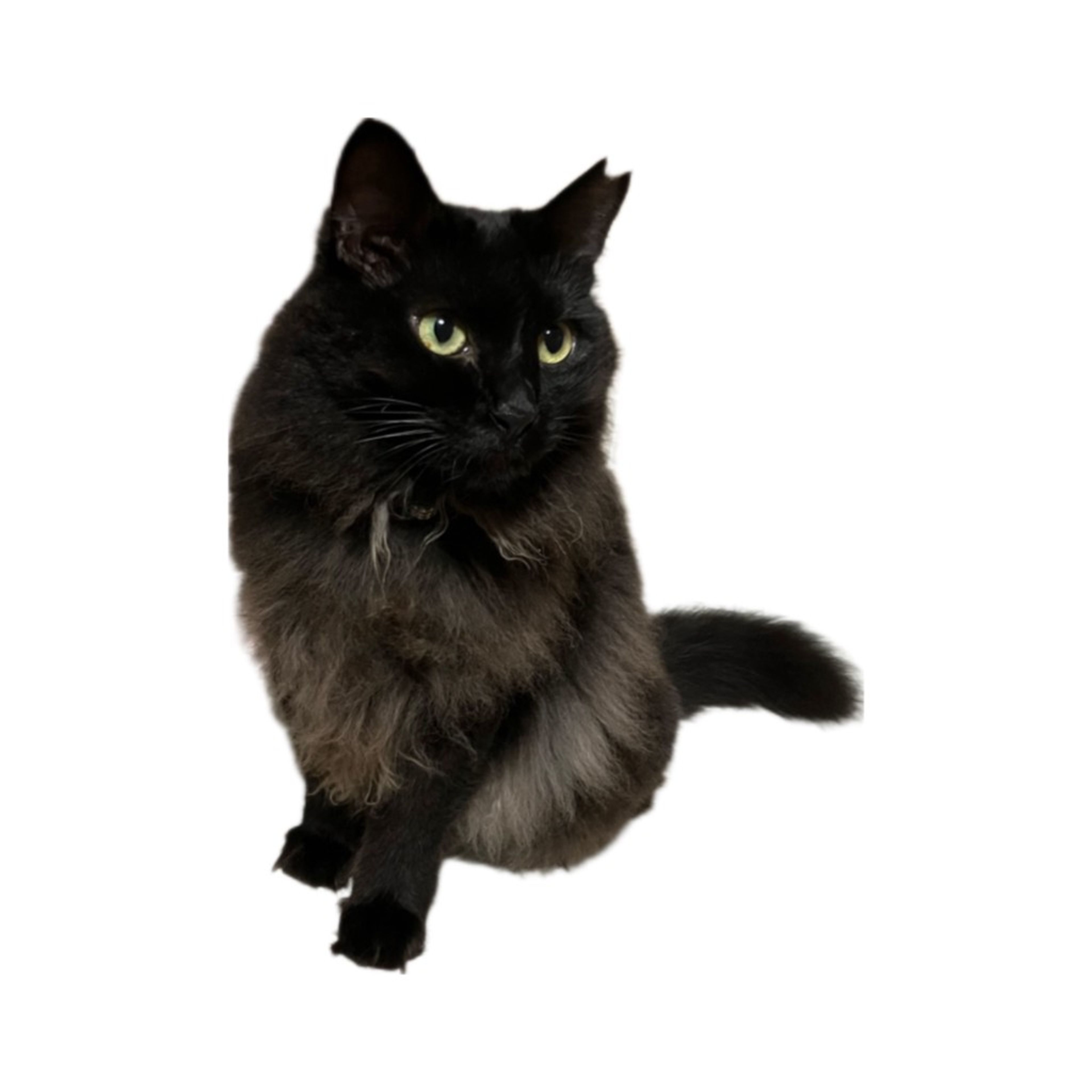 ふわふわ気高き黒長毛絆ちゃん【門真市】 | 雑種（ミックス猫） | ねこ