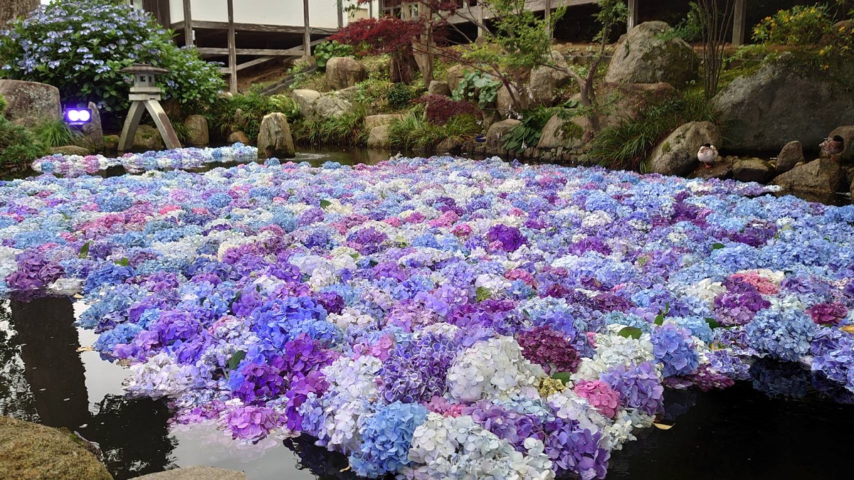 茨城県 桜川】映えがますます進化する 初夏の山寺・雨引観音のあじさい