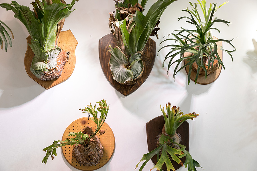 ビカクシダを壁に飾る存在感のあるビカクシダを板付きにする方法を学ぶ