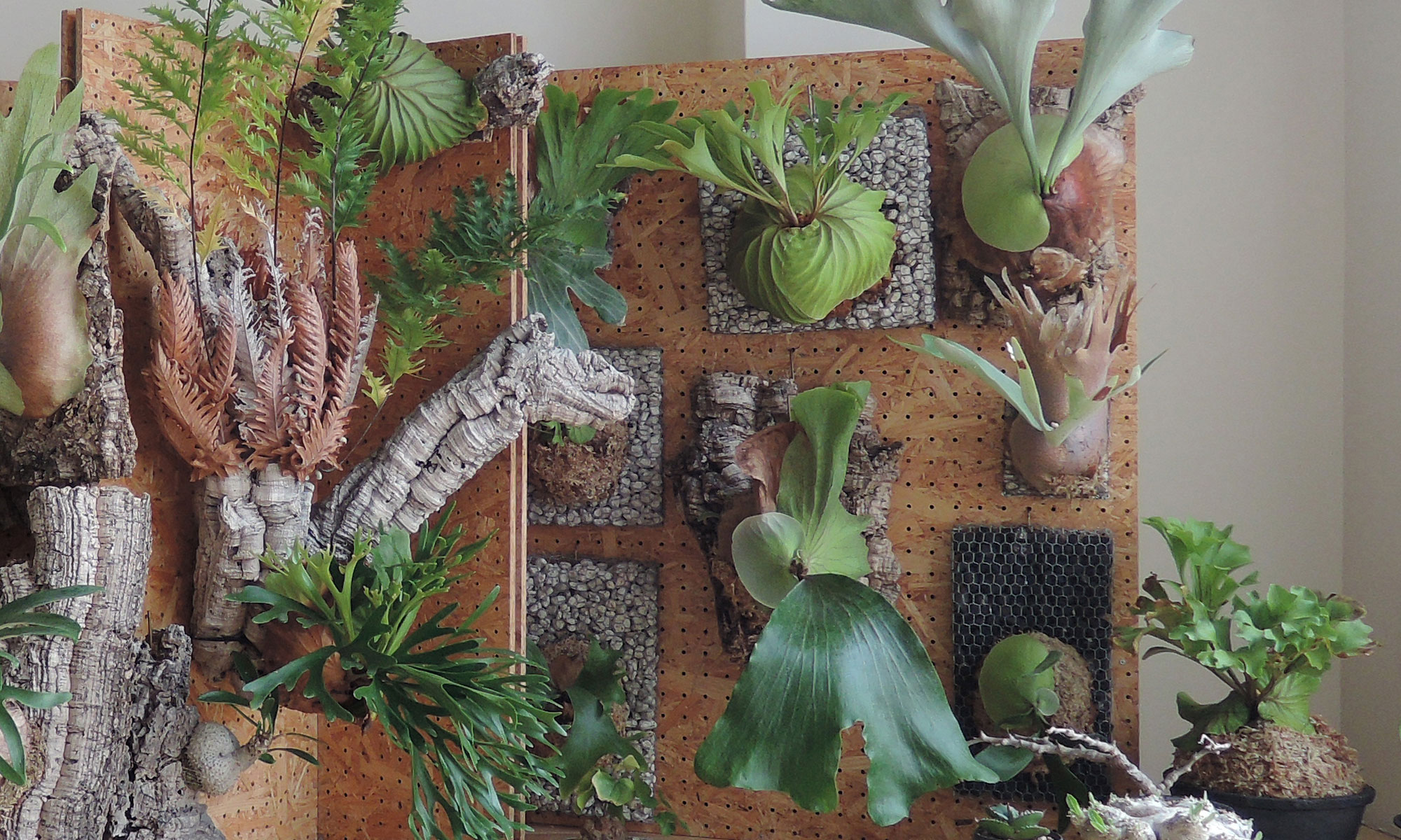 スタイルのある存在感を楽しむビカクシダが映える着生板、“蛇籠”を