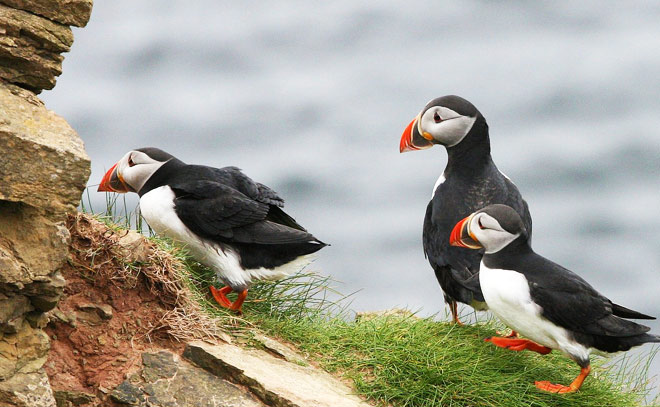パフィンって、どんないきもの？ - te-nori(てのり)
