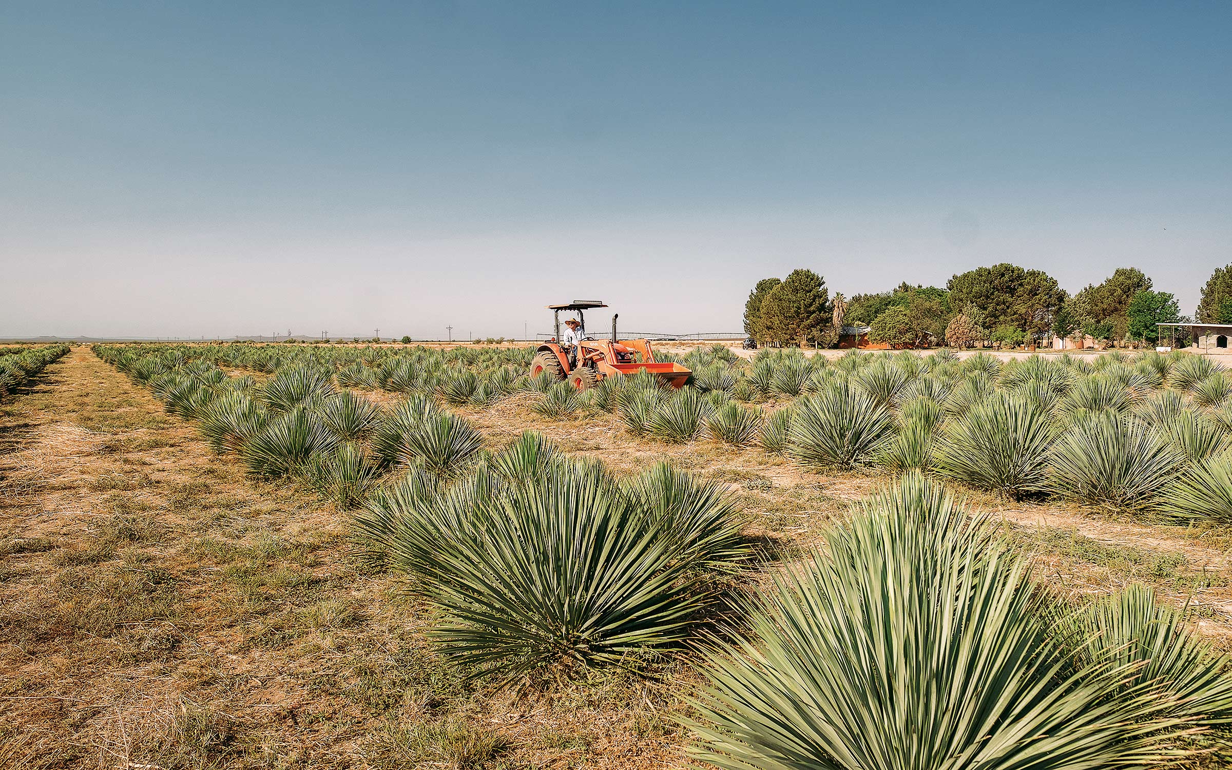 Meet the Yucca Whisperer of West Texas – Texas Monthly