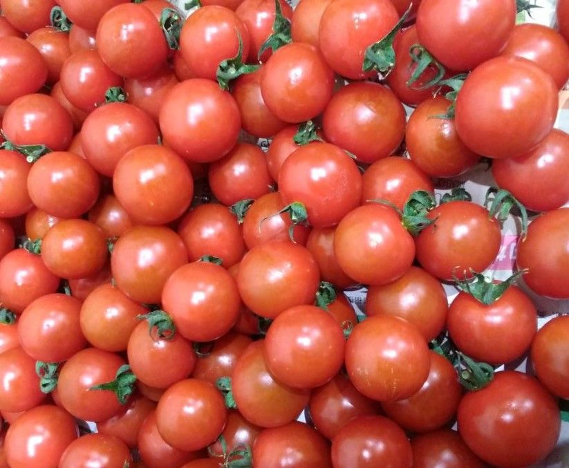 高知県産】ミニトマト(町田トマト) 200g入りパック | 通販・販売