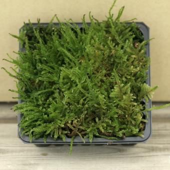 寄せ植え-山野草・宿根草・高山植物販売専門店岩崎園芸ネットストア