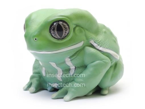 動物の惑星】ソバージュネコメガエル フィギュア - 昆虫採集・昆虫標本
