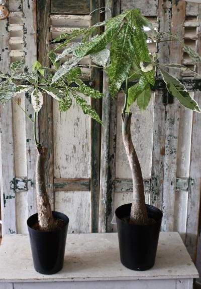 斑入りパキラ「ミルキーウェイ」5号・6号 - バルコニースタイル