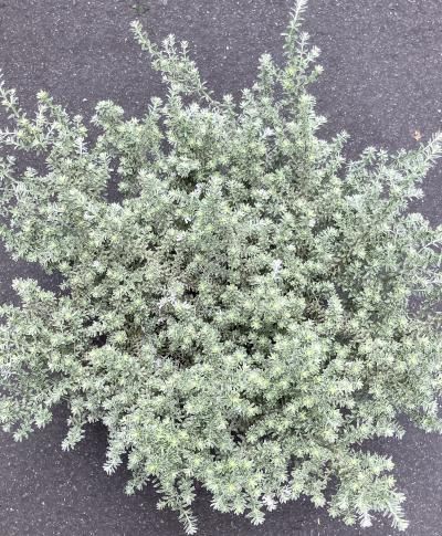 ウエストリンギア スモーキーホワイト8号 大株オーストラリアン