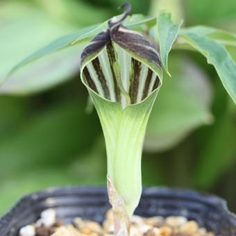 ホロテンナンショウ - 山野草・高山植物の通信販売店｜岩崎園芸ネット