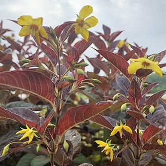 リシマキア ファイヤークラッカー - 山野草・宿根草・高山植物販売専門