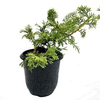 糸魚川真柏・盆栽苗・山野草・高山植物｜岩崎園芸ネットストア