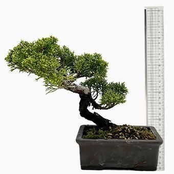 小品盆栽・糸魚川真柏｜岩崎園芸ネットストア