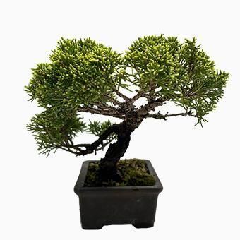 小品盆栽・糸魚川真柏｜岩崎園芸ネットストア