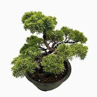 小品盆栽・糸魚川真柏｜岩崎園芸ネットストア