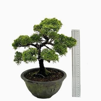 小品盆栽・糸魚川真柏｜岩崎園芸ネットストア