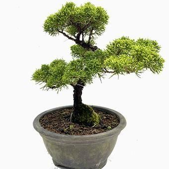 小品盆栽・糸魚川真柏｜岩崎園芸ネットストア