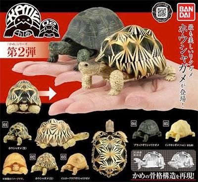 バンダイ いきもの大図鑑 かめ02 シークレット込み全5種フルセット