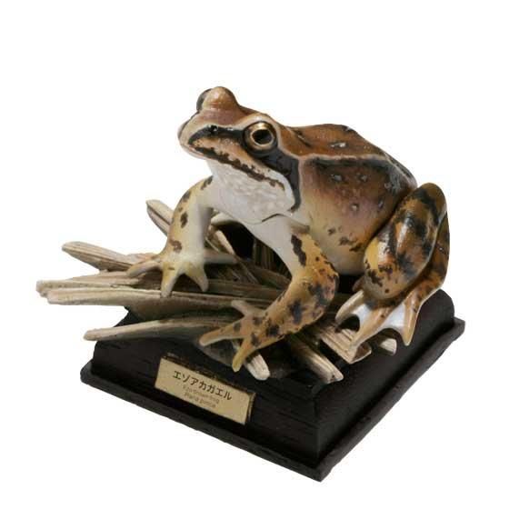 いきもん ネイチャーテクニカラー 日本のカエル 特装版 エゾアカガエル