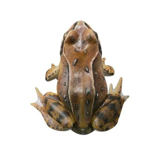 いきもん ネイチャーテクニカラー 日本のカエル 特装版 エゾアカガエル