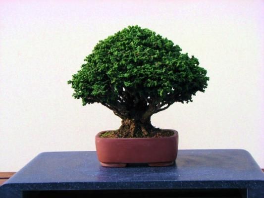 石化檜（せっかひのき） - 盆栽・ミニ盆栽・苔玉の通販サイト｜みくに園