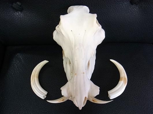 pukupiku8thunder 最大級！イボイノシシの頭骨 pukupiku8thunder様専用