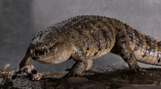 超リアル！ナイルワニ フィギュア（1／10スケール） - 頭骨・骨格標本