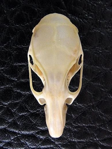 ☆即納☆ アゼネズミ 頭骨 ☆ - 頭骨・骨格標本・剥製販売 【Core-Box】