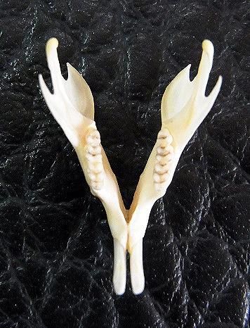 ☆即納☆ アゼネズミ 頭骨 ☆ - 頭骨・骨格標本・剥製販売 【Core-Box】