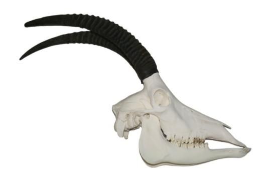 高品質！セーブルアンテロープの全身骨格標本 - 頭骨・骨格標本・剥製