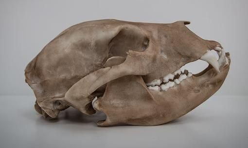 ☆3Dスキャン 高品質 ツキノワグマ 頭骨（レプリカ） - 頭骨・骨格標本
