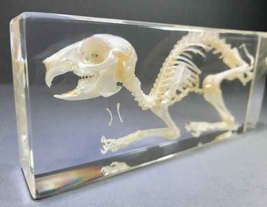アナウサギの骨格 アクリル封入標本 - 頭骨・骨格標本・剥製販売