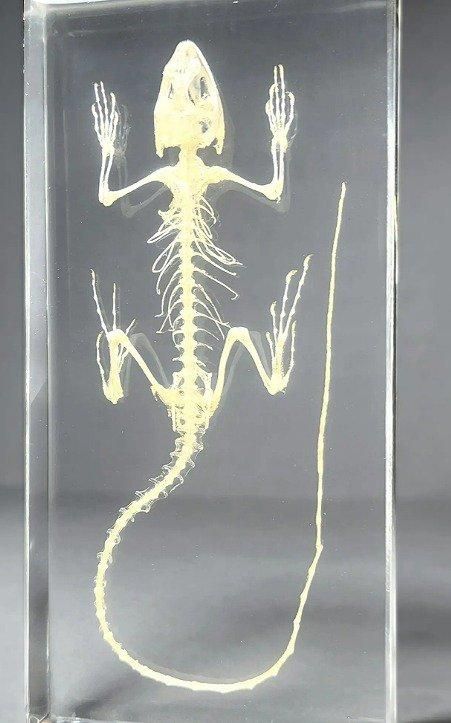 トカゲの骨格 アクリル封入標本 - 頭骨・骨格標本・剥製販売 【Core-Box】