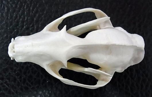 即納 ☆ パームシベット（Asian palm civet）♂ 頭骨（老成個体 大）A