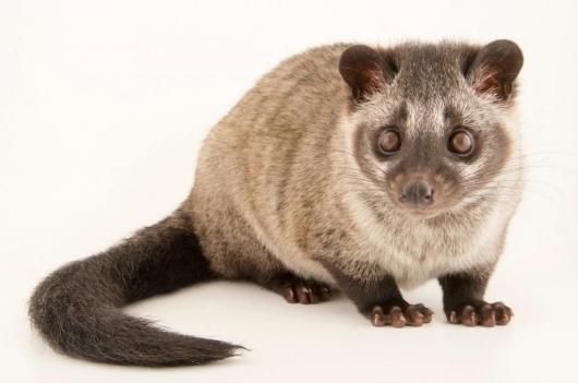 即納 ☆ パームシベット（Asian palm civet）♂ 頭骨（老成個体 大）A