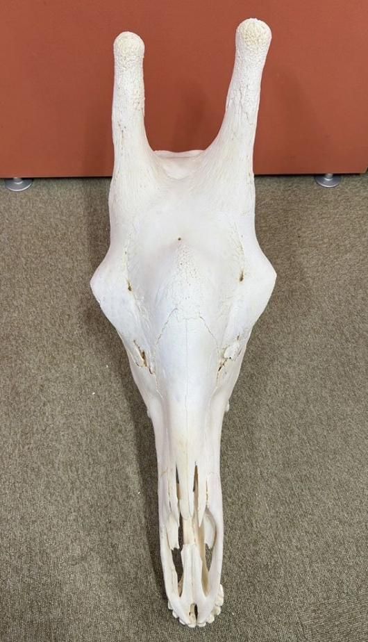 ☆ 即納 ☆ ケープキリン South African Giraffe 頭骨 ♂ 76cm C