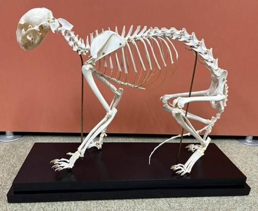 本物！高品質！ ネコの全身骨格標本 - 頭骨・骨格標本・剥製販売