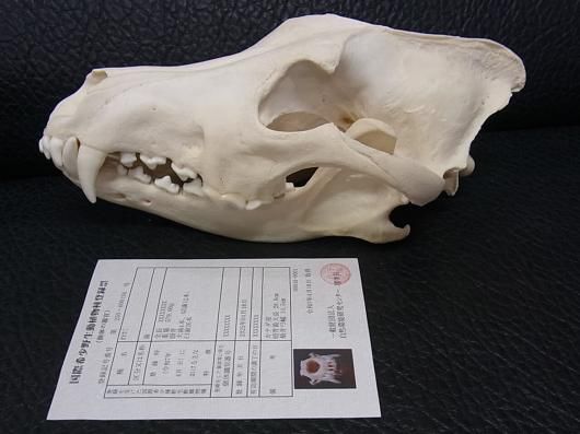 ☆ 即納 ☆ 貴重 シンリンオオカミ 頭骨 No.1 ※CITES・登録票付 - 頭骨
